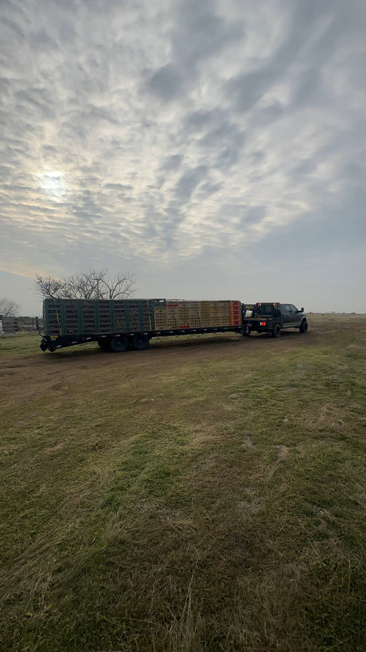 We're Backkkk (2026)